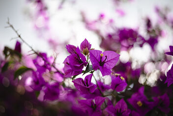 Bougainvillea - Free image #485147